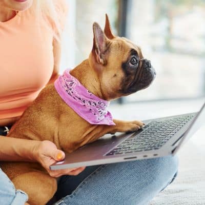 Small brown dog with pink bandana sitting on woman with laptop