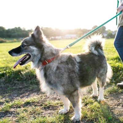 Leashed dog enjoying a walk in a sunny, open field. Professional dog walking services Des Moines, Iowa