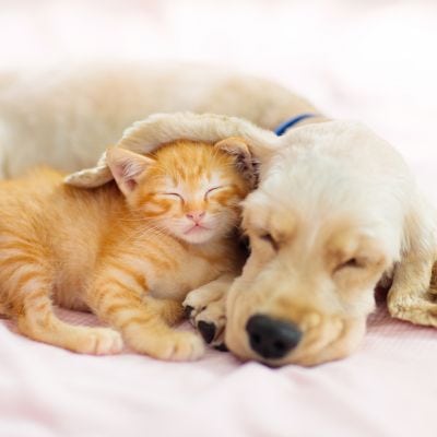 Orange cat and white dog sleeping together